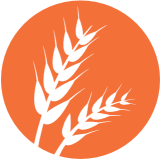 Gluten